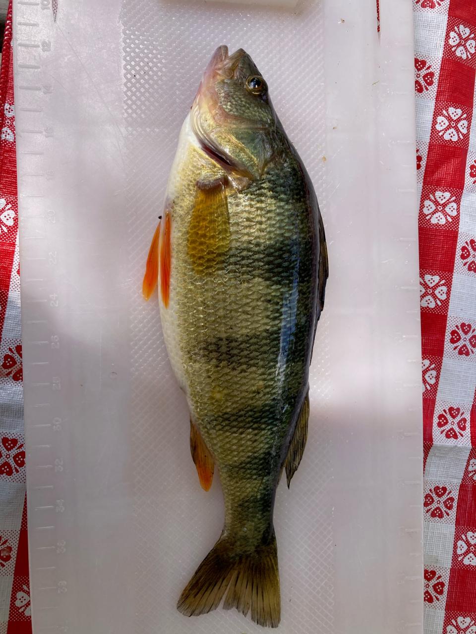 A good population of quality eater perch are present in Pymatuning Reservoir.