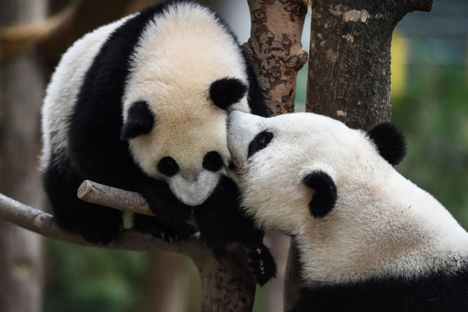 <p>Liang Liang ® plays with her one-year-old female giant panda cub Nuan Nuan during joint birthday celebrations for the two pandas at the National Zoo in Kuala Lumpur on August 23, 2016. Giant pandas Liang Liang, aged 10, and her Malaysian-born cub Nuan Nuan, 1, were born on August 23, 2006 and August 18, 2015 respectivetly. (Mohd Rasfan/AFP/Getty Images)</p>