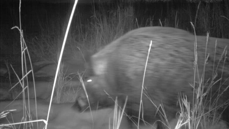 Wild boars on the loose in Ontario are likely homegrown, says official