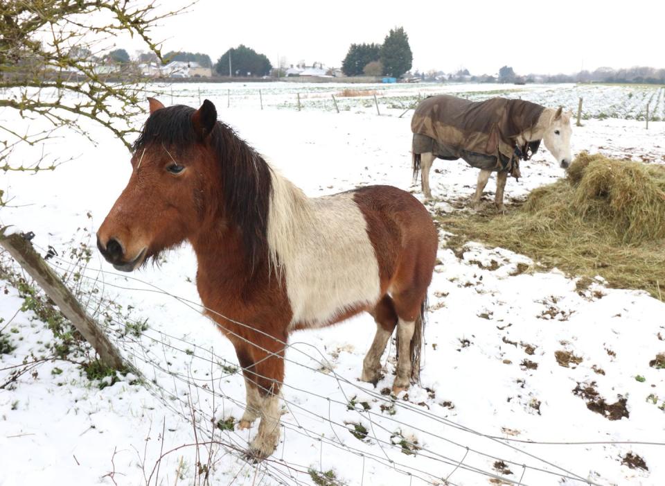 <p>Horses waking up to a snow-covered field in Bedfordshire. </p>