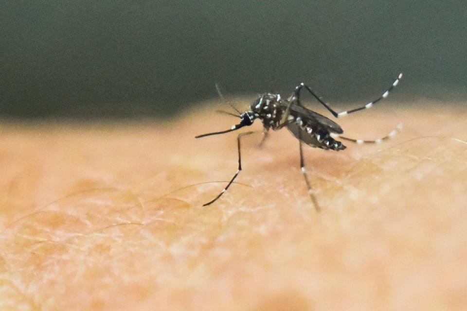 An Aedes Aegypti mosquito is photographed on human skin. The CDC reported an increase in mosquito-borne diseases in the US last summer (AFP via Getty Images)