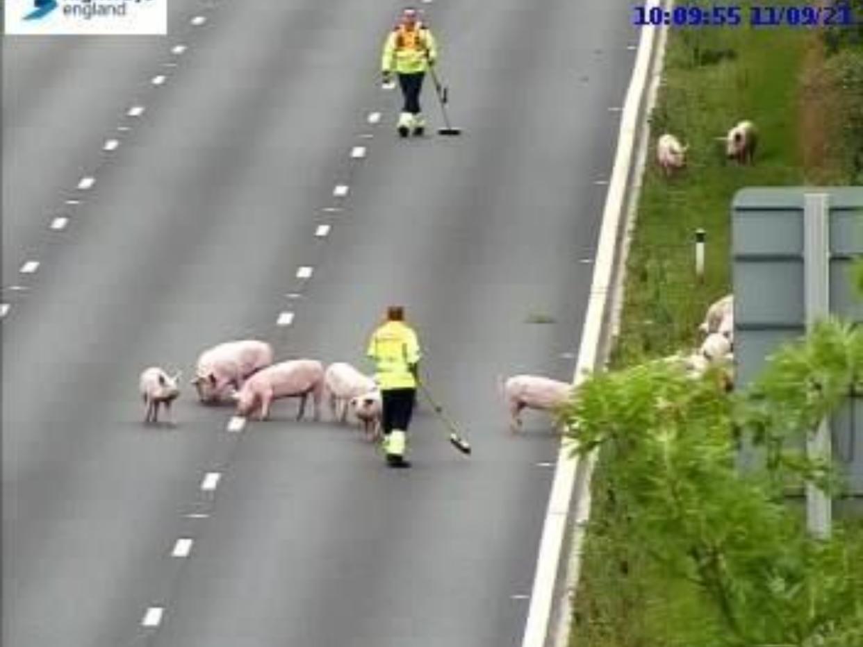 The pigs were spotted on the M62 in Salford. (Highways England)