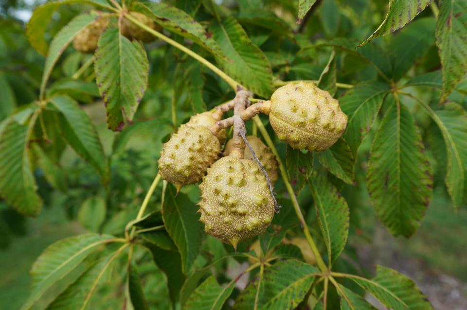 Ohio buckeye fruits developing. “Buck-eye” seeds maturing inside.