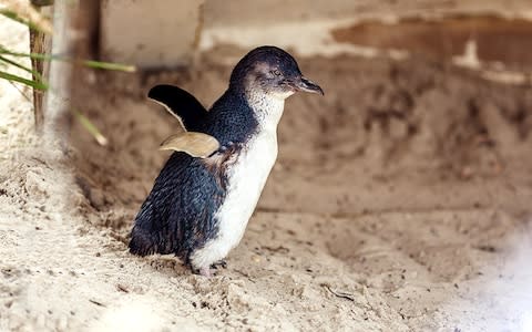 A little penguin, the smallest breed - Credit: GETTY