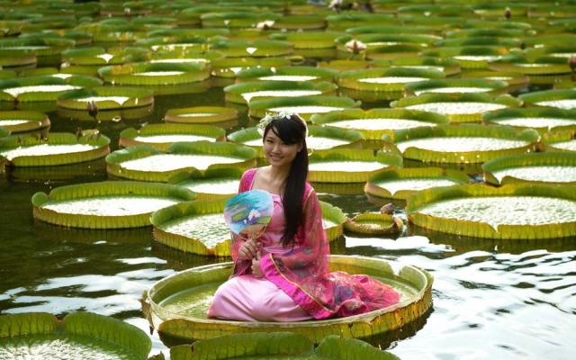 The secret behind the amazing strength of lily pads and other science news