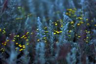 <p>There's a reason why sagebrush is known more for its "<a href="https://statesymbolsusa.org/symbol-official-item/nevada/state-flower/sagebrush" rel="nofollow noopener" target="_blank" data-ylk="slk:pungent;elm:context_link;itc:0;sec:content-canvas" class="link ">pungent</a>" smell and medicinal qualities.</p>