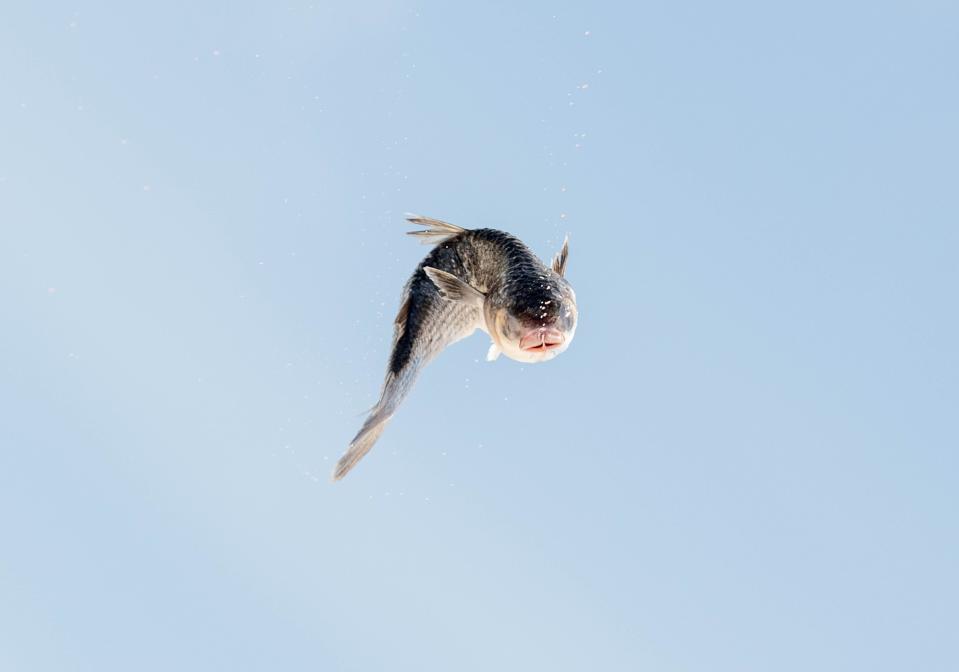 A fish flies through the air during the 40th annual Mullet Toss at the Flora-Bama in Perdido Key, Florida on April 26, 2024.