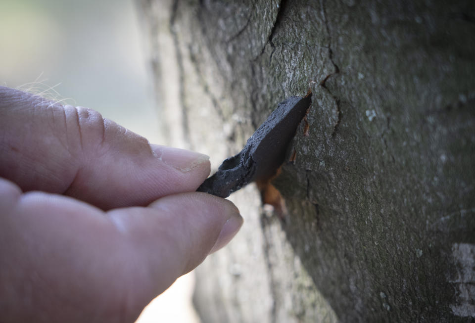 A police officer inspects a fragment of a Russian rocket stuck in a tree trunk about 300 meter from the epicentre of the Russian deadly rocket attack at a shopping centre in Kremenchuk in Poltava region, Ukraine, Tuesday, June 28, 2022. (AP Photo/Efrem Lukatsky)