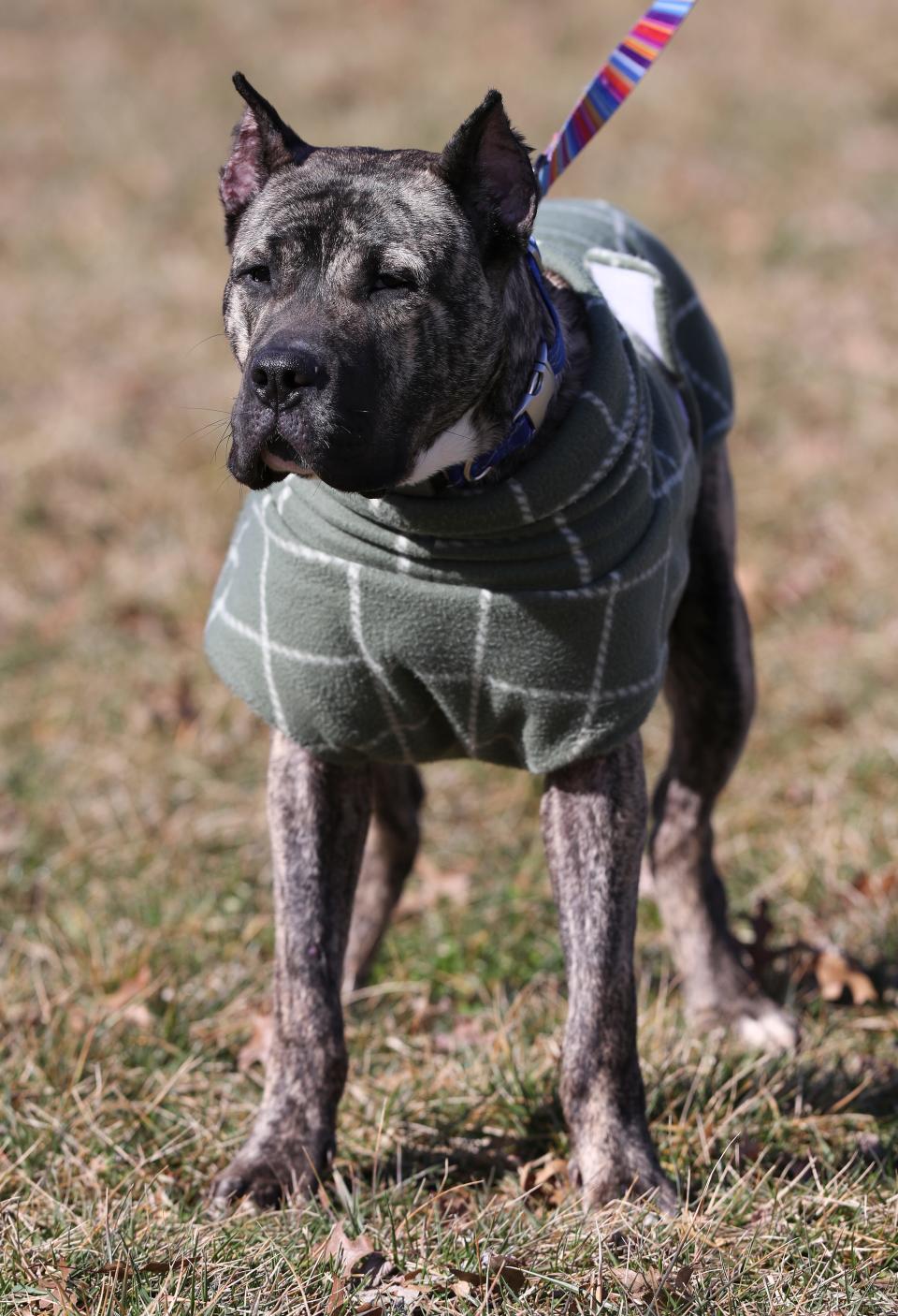 Ethan outside the Kentucky Humane Society in Louisville, Ky. on March 1, 2021.  He was discovered by a family malnourished outside the organization and nursed back to health. 