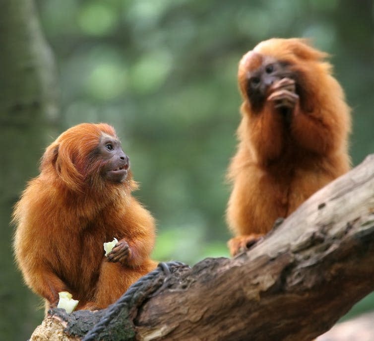 Two golden lion tamarin monkeys sat on a branch eating