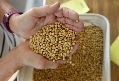 Vannessa Kummer evaluates soybeans near Colfax, North Dakota