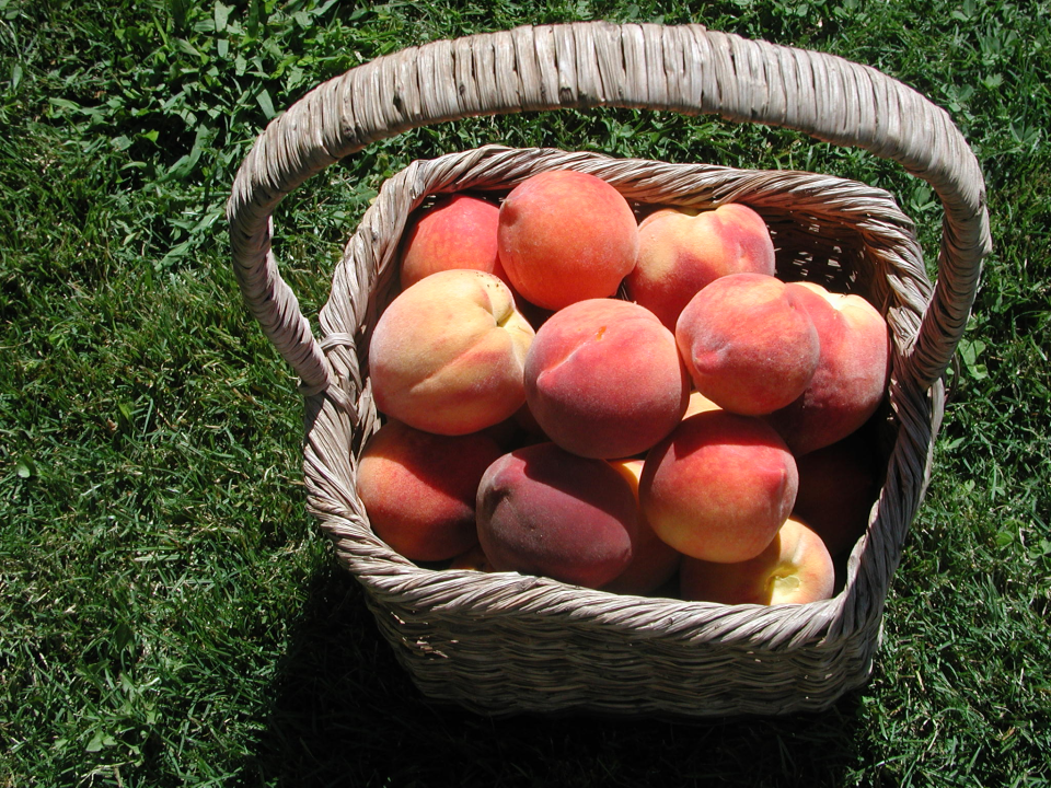 Red Haven peaches are a joy to enjoy.