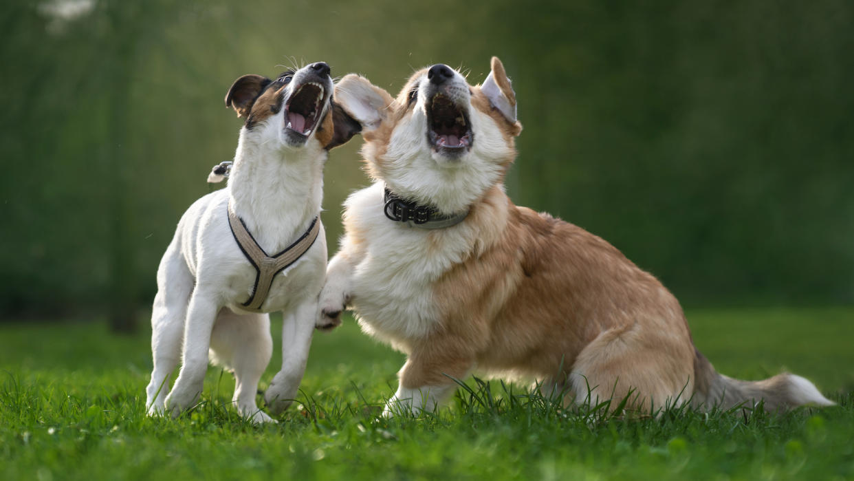  JR terrier and corgi barking. 