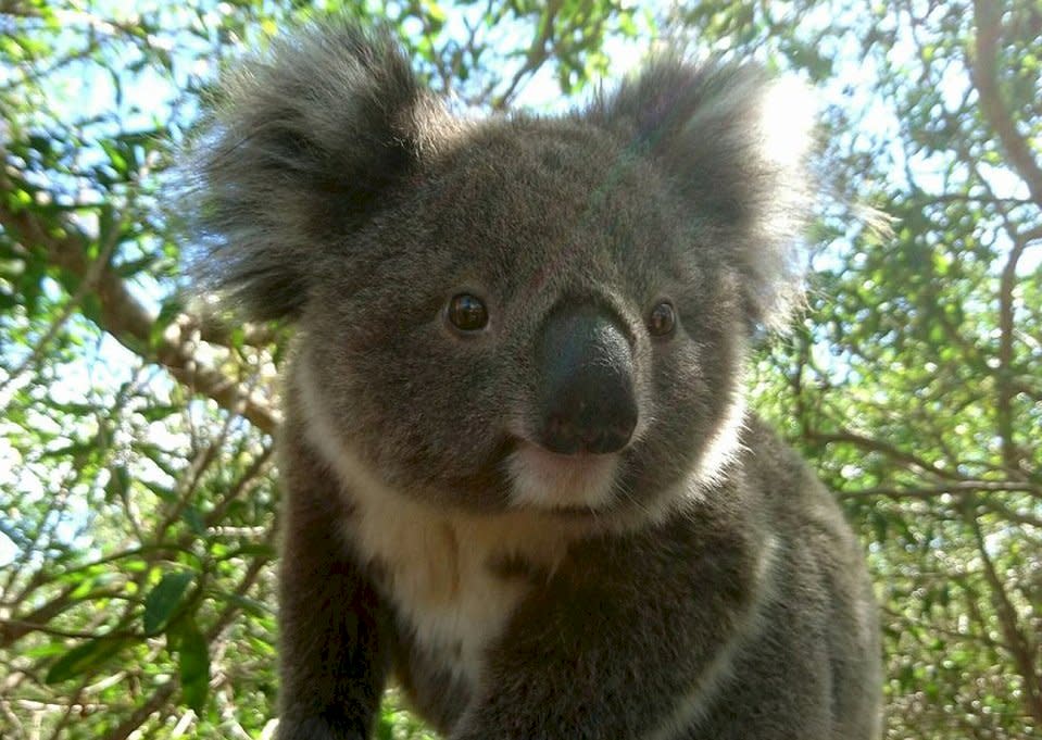 澳洲南部海域雷蒙島(Raymond Island)的動物救援人員表示，無尾熊正面臨餓死的命運，因為居民為了防止森林野火而砍伐樹木，卻破壞了無尾熊的棲息地和食物來源。(圖：Raymond Island Koala & Wildlife Shelter Inc