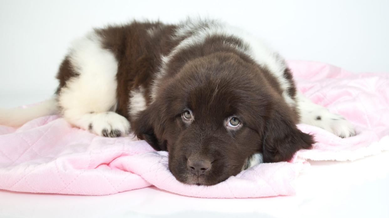 Sleepy Newfoundland Puppy on Laundry