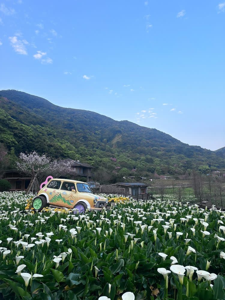 海芋季花海盛會