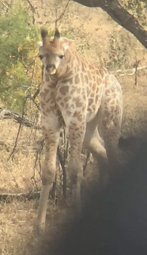 Young giraffe in a natural habitat looking towards the camera
