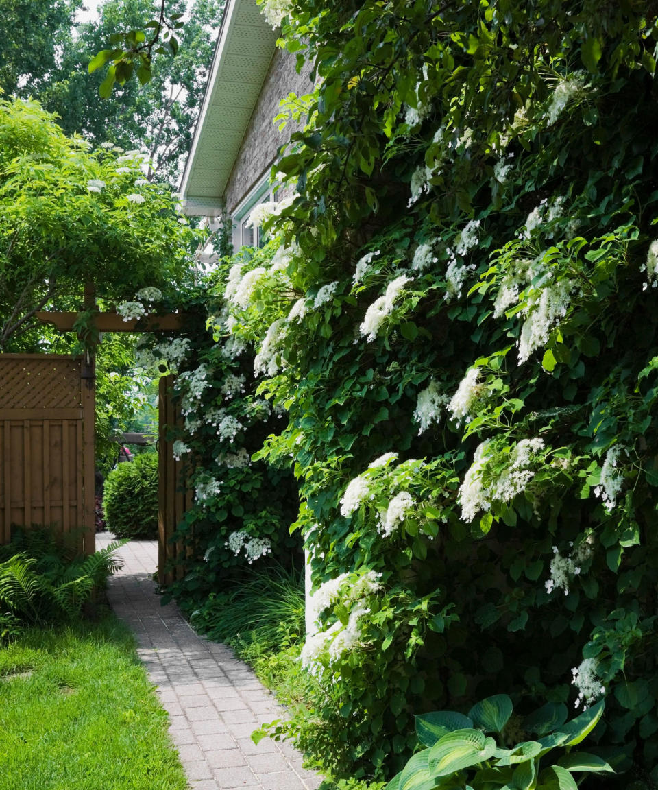 white climbing hydrangea petiolaris