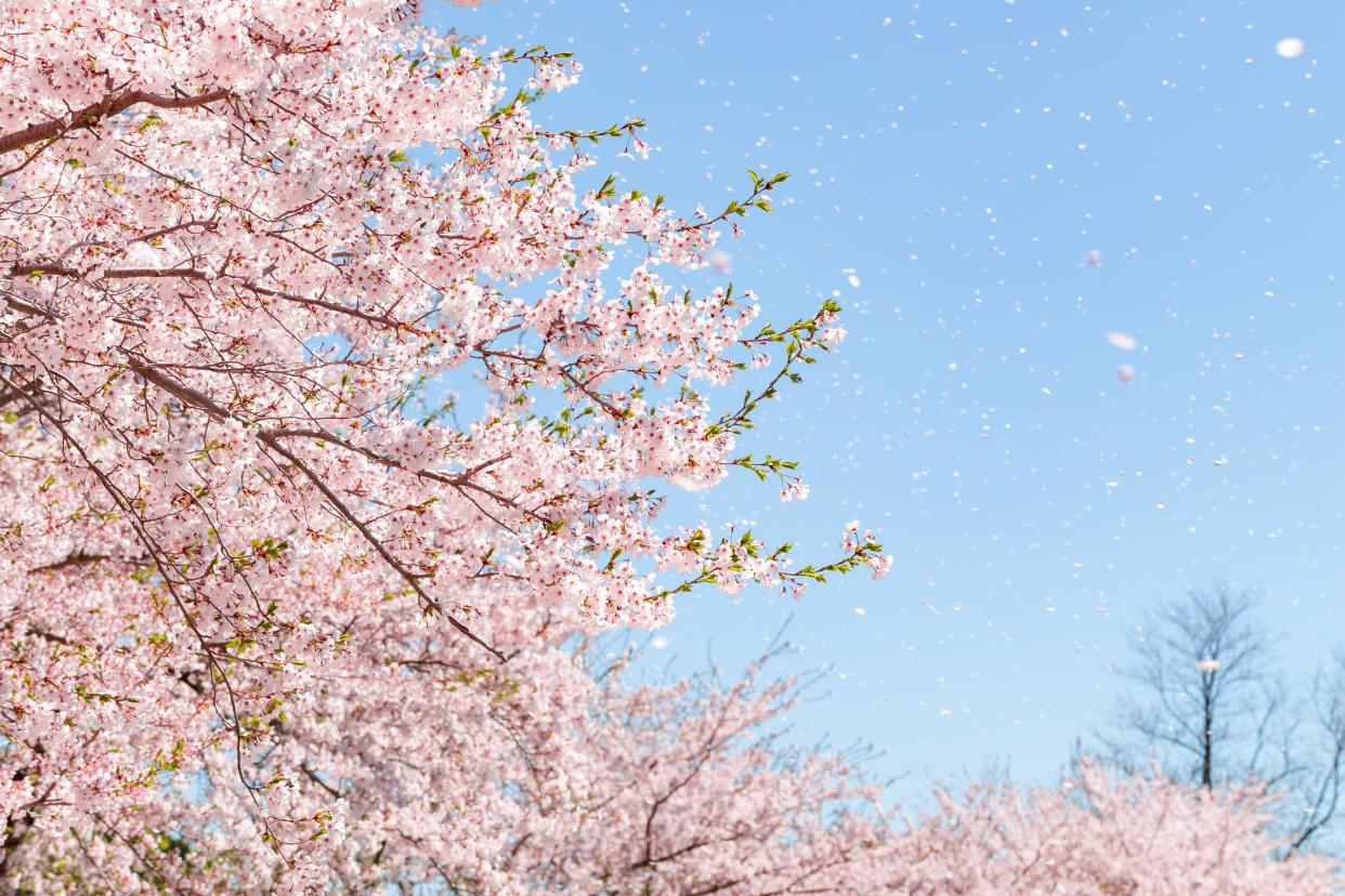 a flurry of cherry blossoms