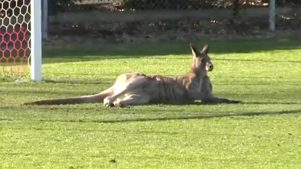 The pitch-invading kangaroo takes a rest after his cameo appearance. Pic: Twitter@CapitalFootball