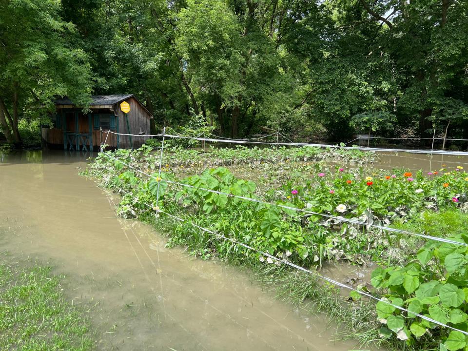 Rows of crops and flowers in the Abenaki Heritage Garden of the Intervale in Burlington were flooded by the overflowing of the Winooski River on July 12, 2023.