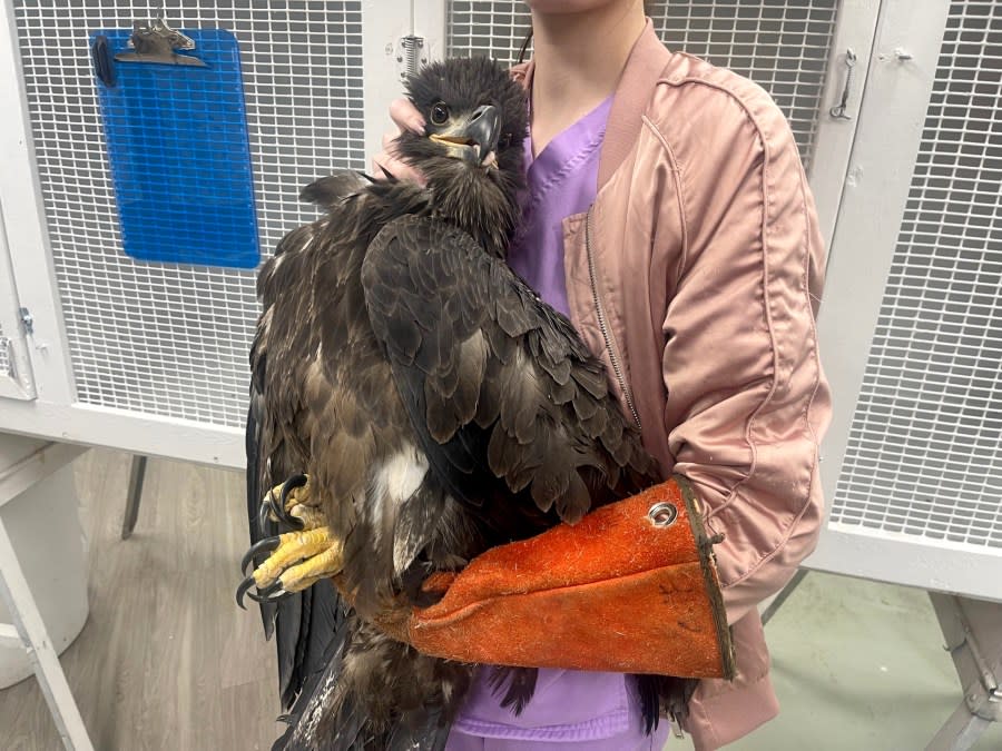 An injured juvenile bald eagle at the Wildlife Sanctuary of Northwest Florida, where they hope to rehabilitate the bird and release her back into the wild. (Photo courtesy of Escambia County)