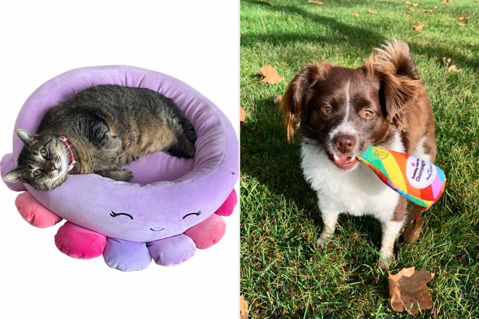 <p>Courtesy Joelle Goldstein; Courtesy Eric Andersson</p> Lily the cat testing a pet bed (left) and Enzo the Chiweenie enjoying a dog toy (right)