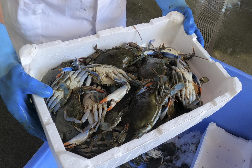 A man holds a box containing blue crabs in Orbetello, Italy, Monday, Aug. 14, 2023. Every morning, Tuscan fishermen in the Orbetello Lagoon retrieve nets left in the water to catch sea bream, sea bass and especially eels, but increasingly they are finding thousands of voracious blue crabs, an alien species that has invaded seas all over Italy, causing considerable damage to the marine ecosystem and fishing. (AP Photo/Luigi Navarra)