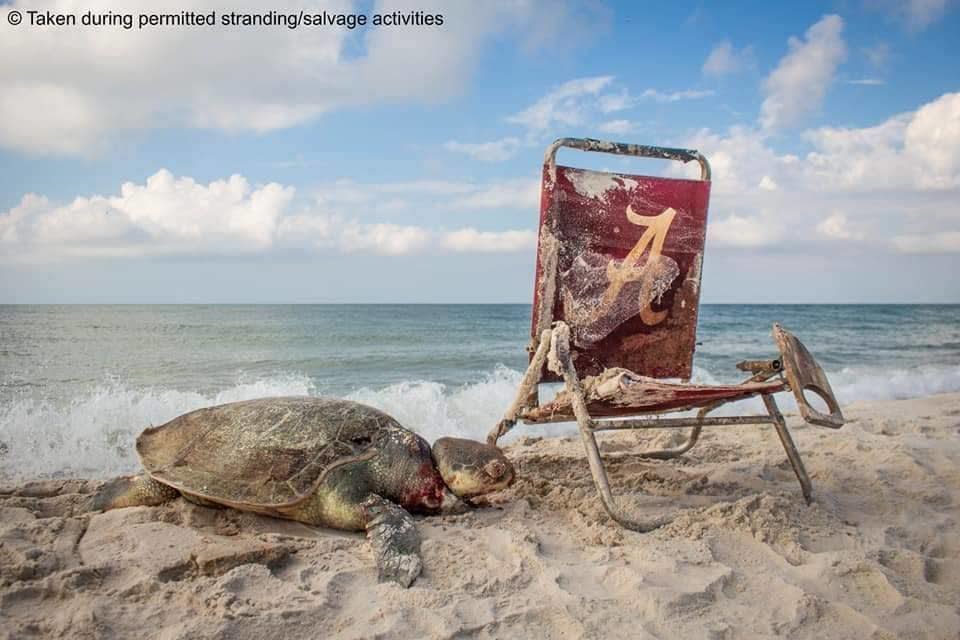 (Photo: Fort Morgan Share The Beach)