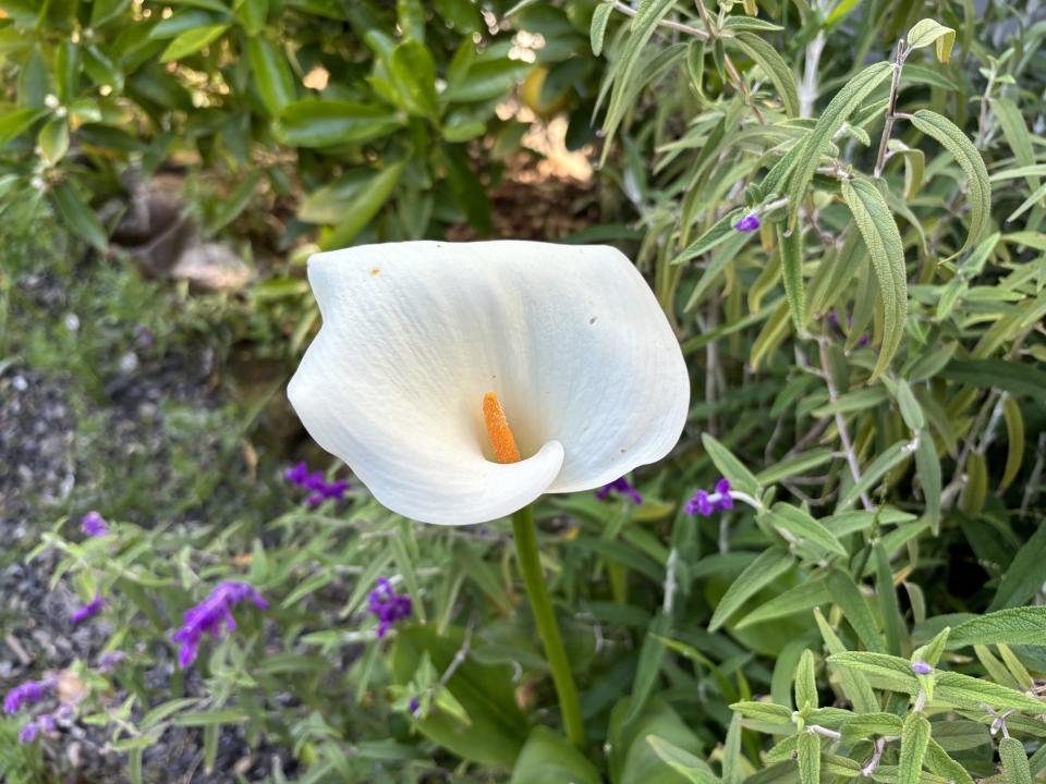 flower photos in iphone 15 vs galaxy s24 camera faceoff