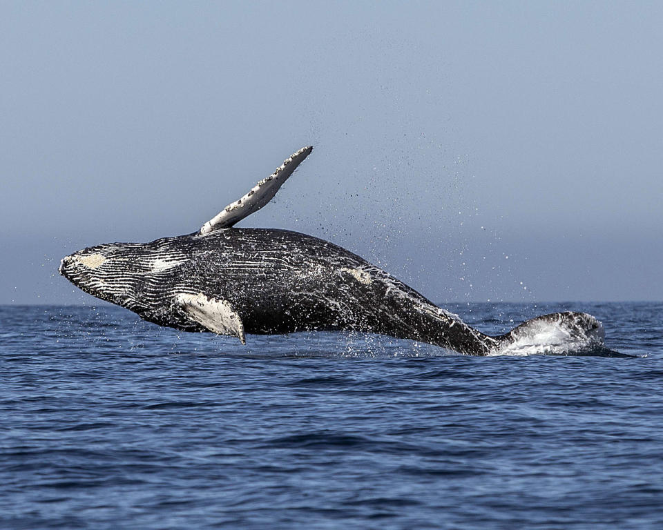 Buckelwale sind in allen Ozeanen zu finden. (Bild: Getty Images)