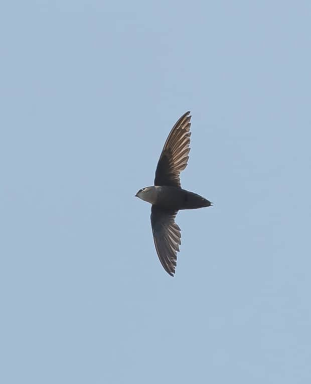 For years, the chimney swift population has suffered because of a loss of habitat.