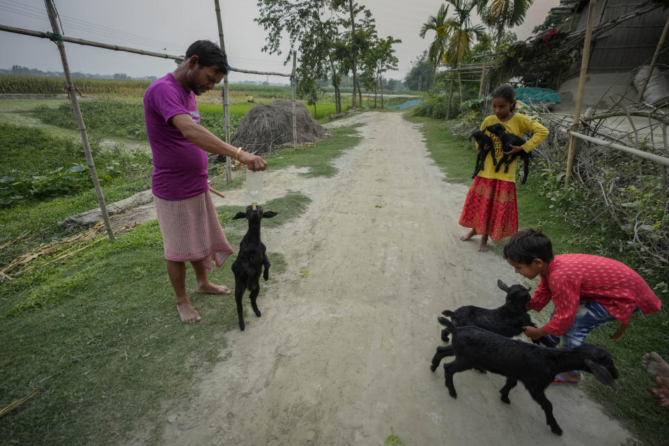 Bishnu Biswas, 30, left, who has not been able to prove his Indian citizenship, tends to his goat kids in Murkata village, north eastern Assam state, India, April 15, 2023. Millions of people like Biswas, whose citizenship status is unclear, were born in India to parents who immigrated many decades ago Nearly 2 million people, or over 5% of Assam's population, could be stripped of their citizenship unless they have documents dating back to 1971 that show their ancestors entered the country legally from neighboring Bangladesh. (AP Photo/Anupam Nath)