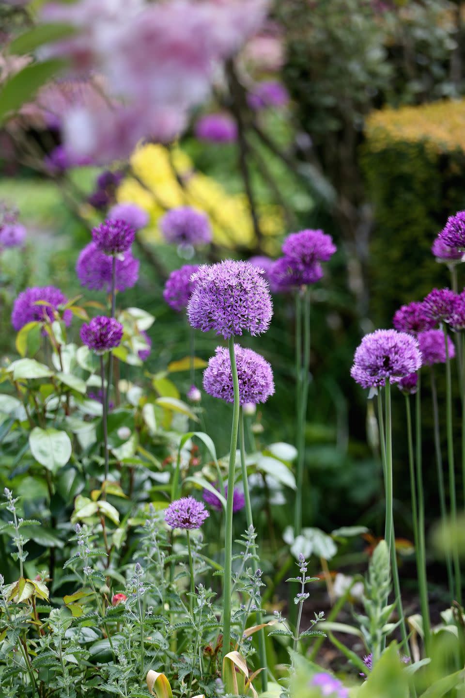 flowers growing at highgrove house