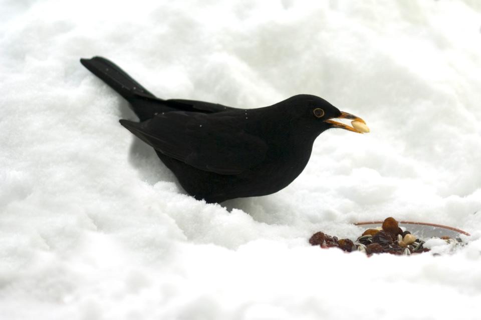 Herr Amsel