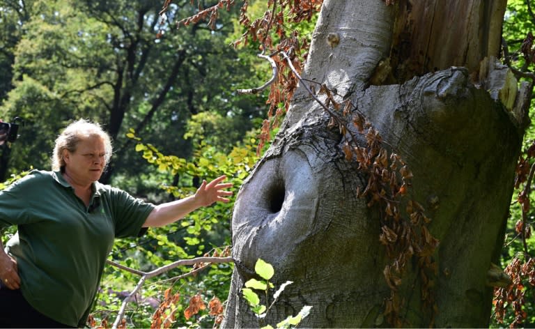 Gardener Jana Kretschmer is working to protect trees from climate change (Tobias SCHWARZ)