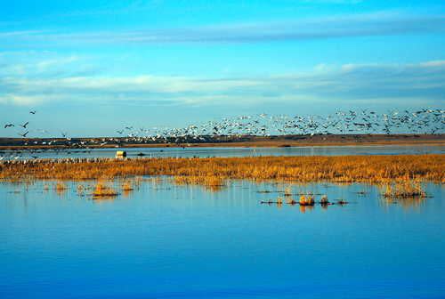  Cheyenne Bottoms Wildlife Area