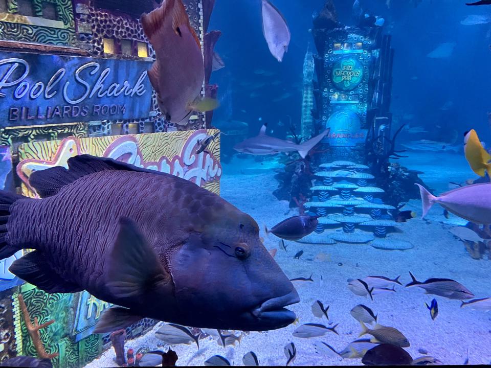 Wasabi, an endangered species of Napoleon Wrasse, has found his new home at New Jersey Sea Life Aquarium in the American Dream mall.