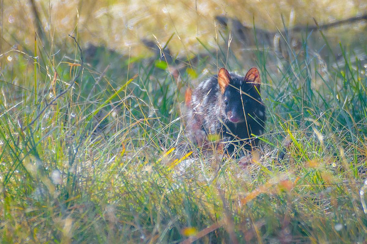 An eastern quoll running through long grass in the sun at Mulligans Flat Nature Reserve on Sunday morning.