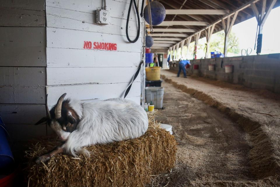 Lily the calming goat hangs out on a hay bale inside her barn on the backside of Churchill Downs in Louisville, Ky. on Wednesday, April 24, 2019. Helen Pitts got Lily to help calm a horse that would nervously stall walk, and now she acts as a mascot for her barn. 