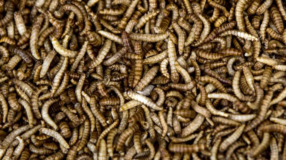 Buffalo-Mehlwürmer für die Produktion von Mehlwurm-Mehl. Im niederländischen Bergen op Zoom eröffnet eine der modernsten Insektenfarmen Europas. Foto: Federico Gambarini