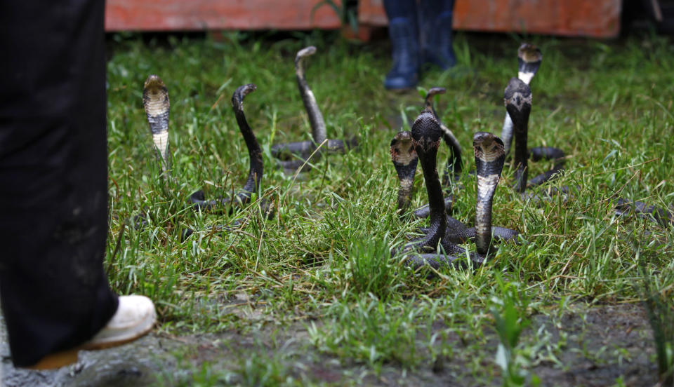 Residents stand next to cobras at a snake farm in Zisiqiao village, Zhejiang Province June 15, 2011. REUTERS/Aly Song