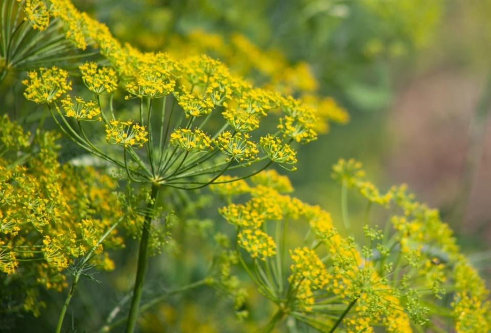 Dill plants blooming with small yellow flowers outdoors.