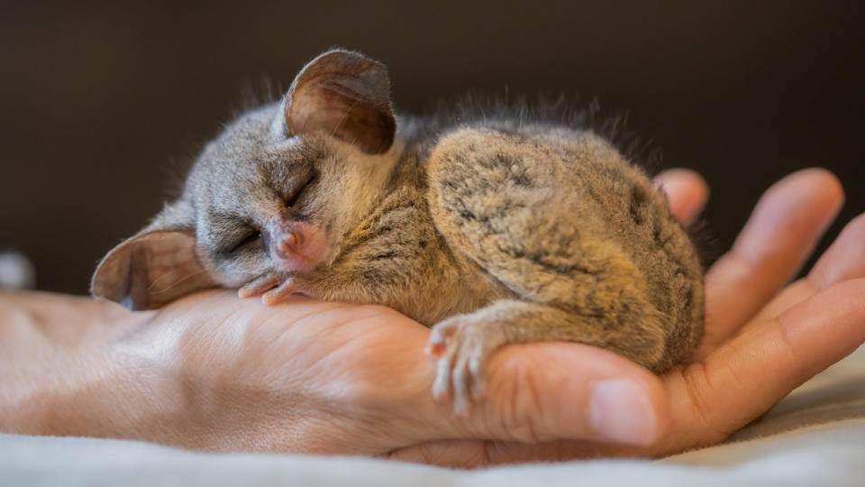 Bush baby