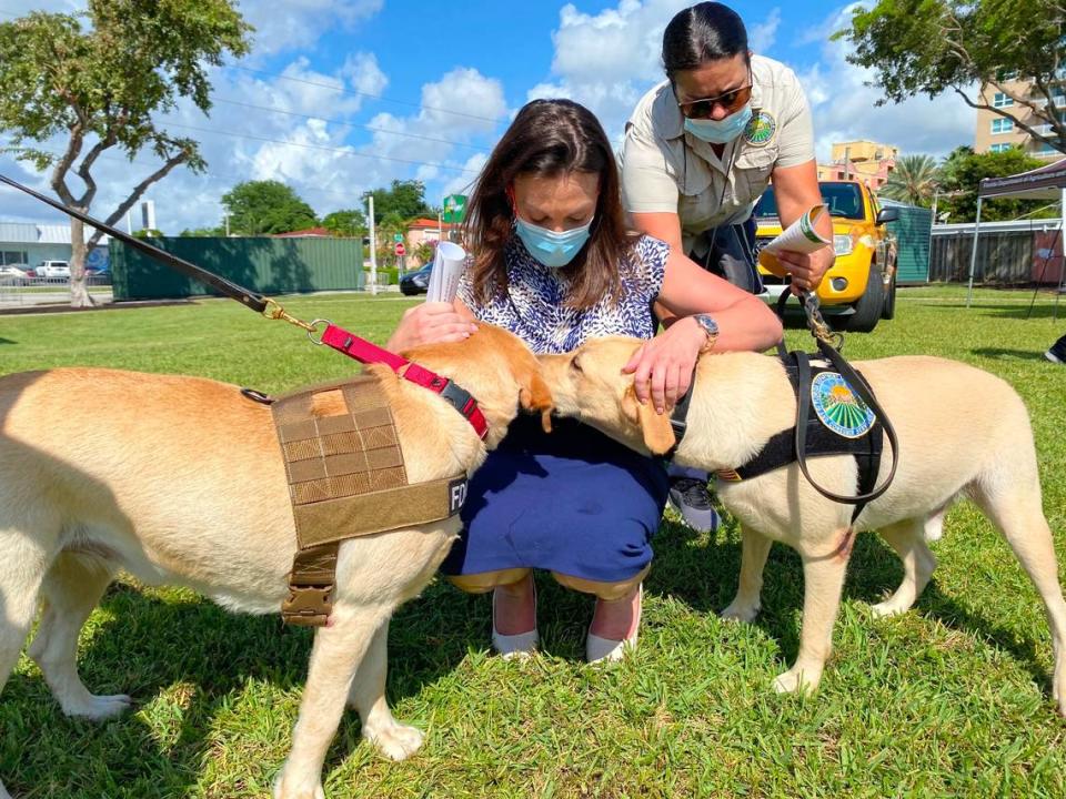 Florida Agriculture Commissioner Nikki Fried pets Casie and Mellon, two Labrador retrievers that were trained to detect the invasive giant African land snail as part of an eradication program.