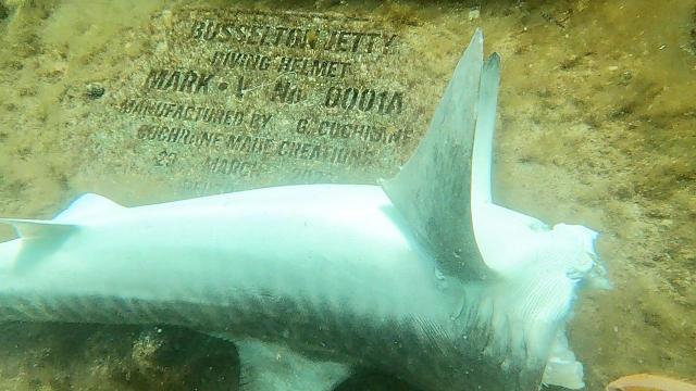 WA government bans shark-fishing gear on and near Perth's metro beaches -  ABC News