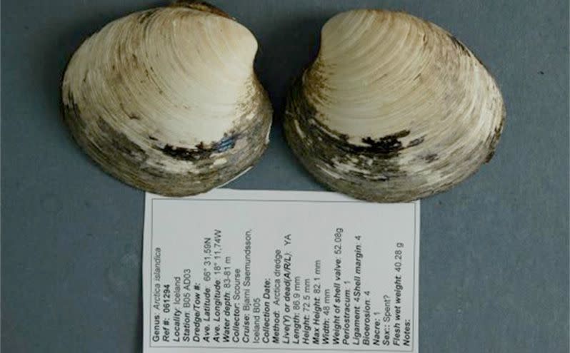 Ming the ocean quahog. Photo: Bangor University.