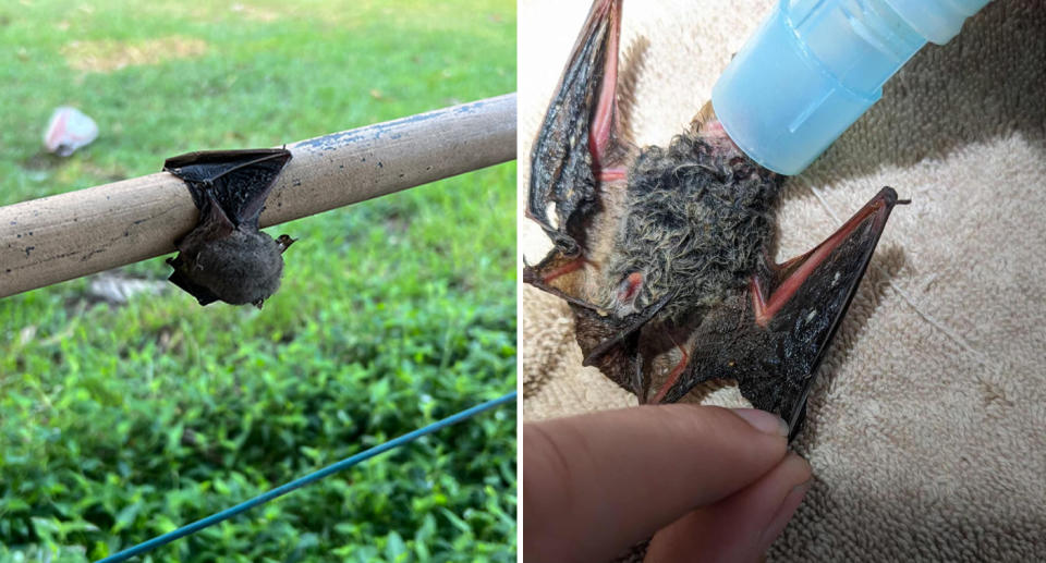 Left: A bat stuck to a metal pole by the glue from one of Bunnings products. Right: The bat lying on its back being cared for by the WIRES volunteer.