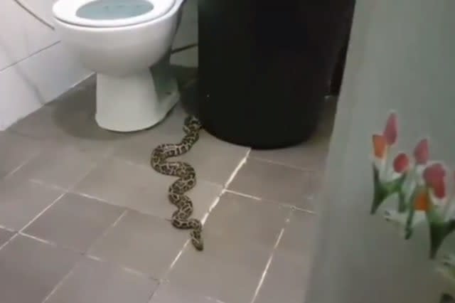 Terrified woman returns home to find python in the toilet