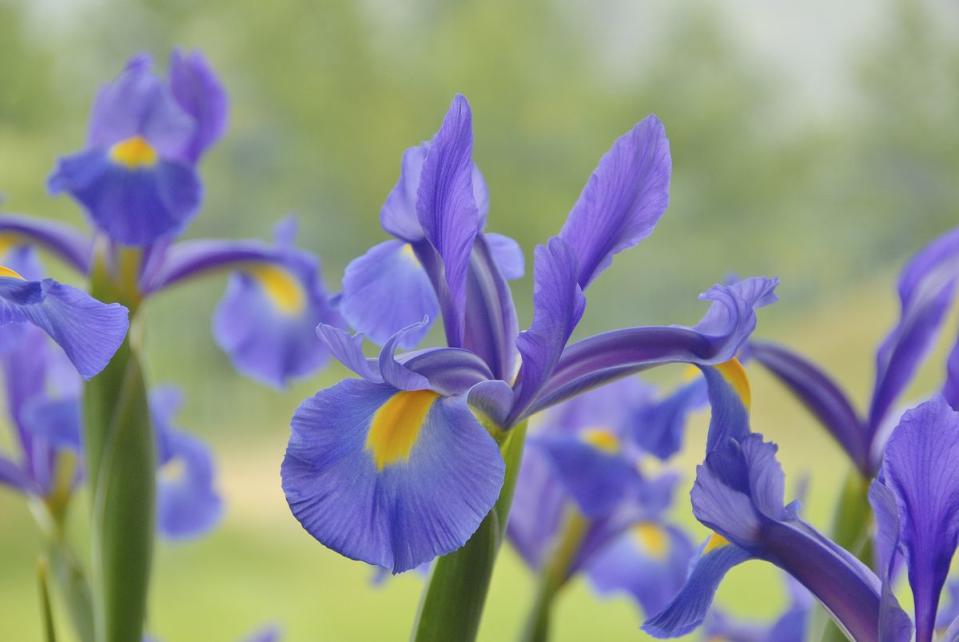 <p>The Iris is a bulbous plant with sword-like leaves and a single stem bearing one or two flowers.</p><p><a class="link " href="https://www.thompson-morgan.com/p/iris-reblooming-collection/T10126TM" rel="nofollow noopener" target="_blank" data-ylk="slk:BUY GARDEN PLANT;elm:context_link;itc:0;sec:content-canvas">BUY GARDEN PLANT</a></p><p><a class="link " href="https://www.flowerbx.com/blue-iris" rel="nofollow noopener" target="_blank" data-ylk="slk:BUY FLOWER;elm:context_link;itc:0;sec:content-canvas">BUY FLOWER</a></p>